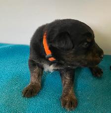 Border Collie x Yellow Lab (Borador ) for Sale - Photo 3