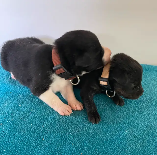 Border Collie x Yellow Lab (Borador ) for Sale - Photo 4