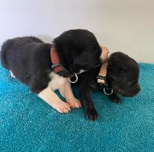 Border Collie x Yellow Lab (Borador ) for Sale - Photo 4