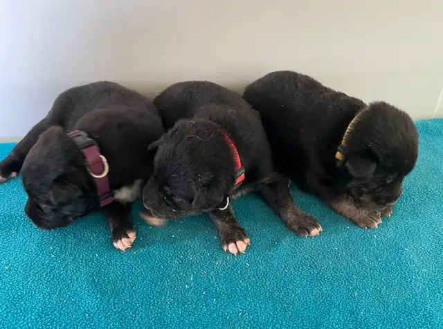 Border Collie x Yellow Lab (Borador ) for Sale - Photo 5