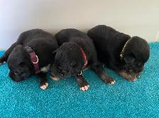 Border Collie x Yellow Lab (Borador ) for Sale - Photo 5
