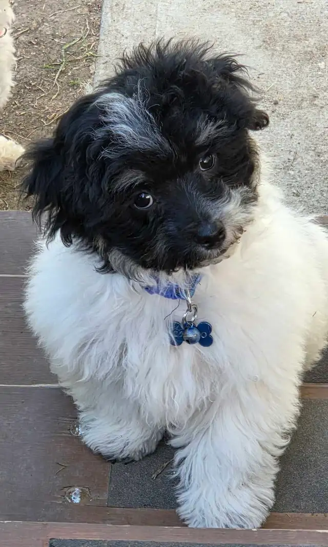 Male 4 month old puppy havanes & A 4 year old female havanes