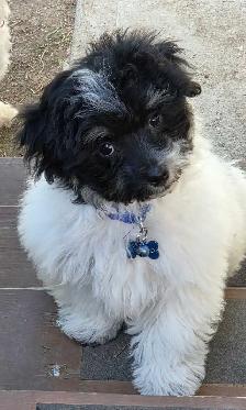 Male 4 month old puppy havanes & A 4 year old female havanes