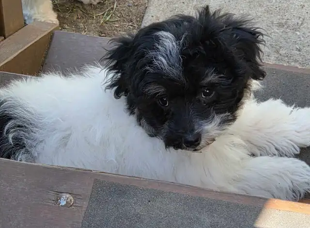Male 4 month old puppy havanes & A 4 year old female havanes - Photo 2