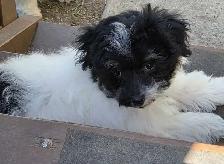 Male 4 month old puppy havanes & A 4 year old female havanes - Photo 2
