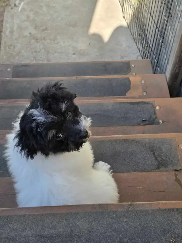 Male 4 month old puppy havanes & A 4 year old female havanes - Photo 3