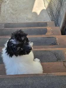Male 4 month old puppy havanes & A 4 year old female havanes - Photo 3