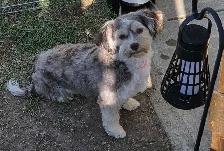 Male 4 month old puppy havanes & A 4 year old female havanes - Photo 6