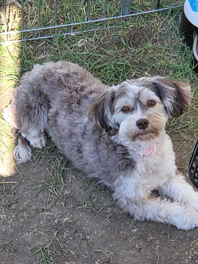 Male 4 month old puppy havanes & A 4 year old female havanes - Photo 7