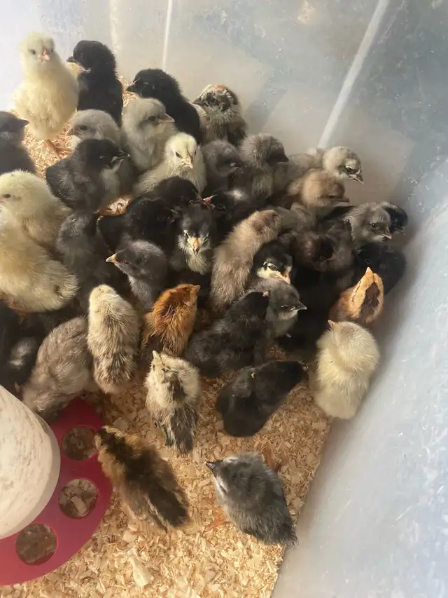 chicks and turkey poults