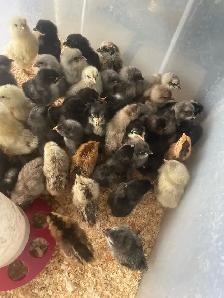 chicks and turkey poults