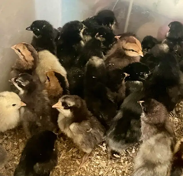 chicks and turkey poults - Photo 2