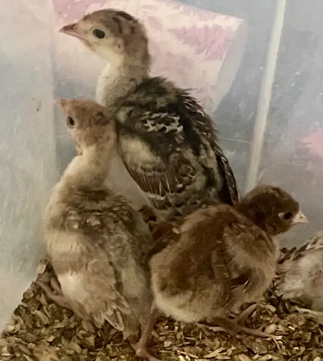 chicks and turkey poults - Photo 3