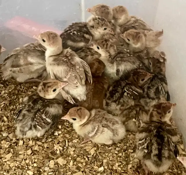 chicks and turkey poults - Photo 4