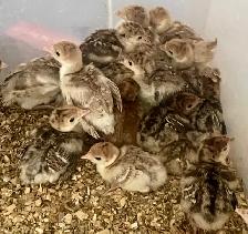 chicks and turkey poults - Photo 4