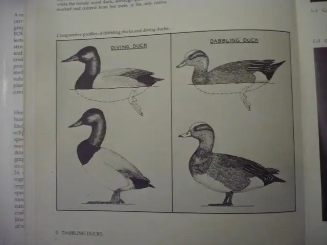 WATERFOWL STUDIES # B-163By Bruce Burk - Photo 2