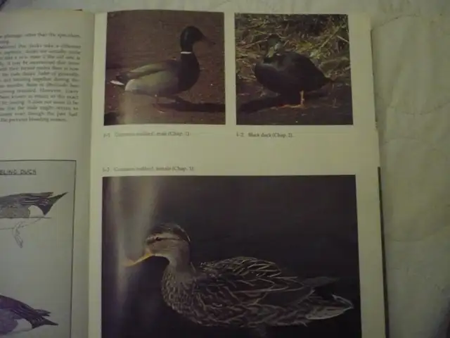 WATERFOWL STUDIES # B-163By Bruce Burk - Photo 3