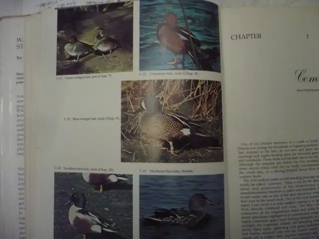 WATERFOWL STUDIES # B-163By Bruce Burk - Photo 4
