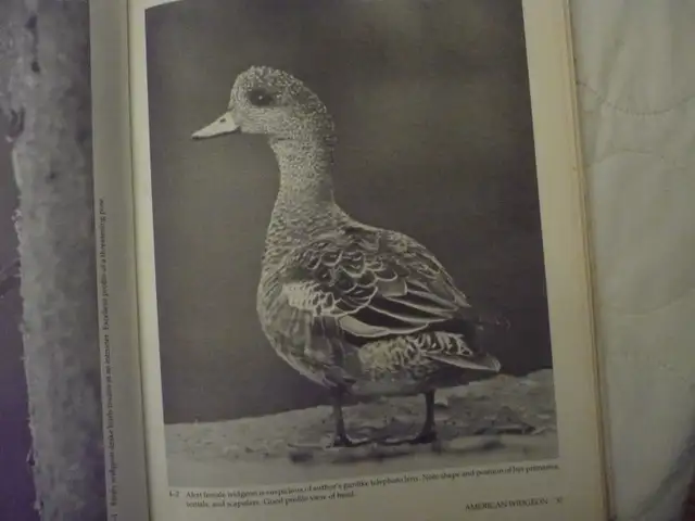 WATERFOWL STUDIES # B-163By Bruce Burk - Photo 5