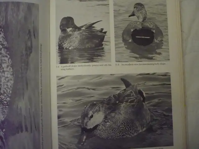 WATERFOWL STUDIES # B-163By Bruce Burk - Photo 6