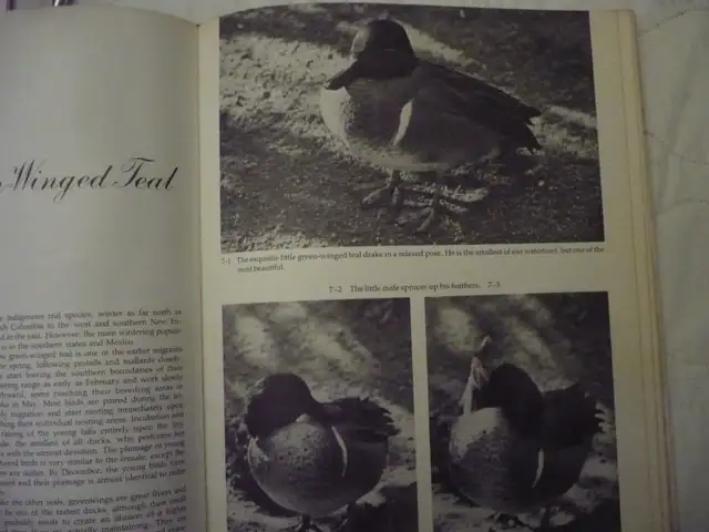 WATERFOWL STUDIES # B-163By Bruce Burk - Photo 7