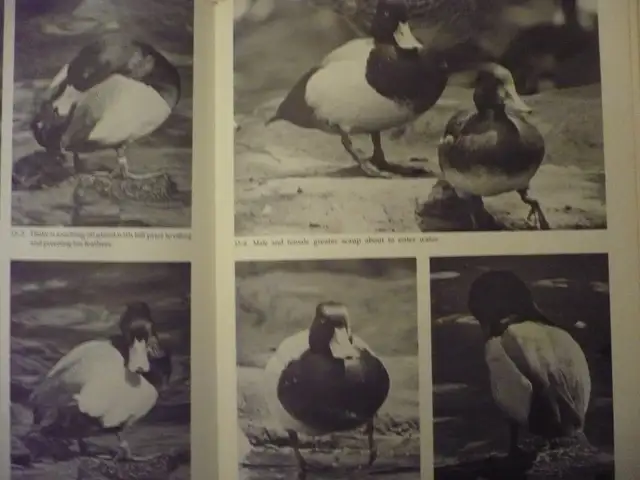 WATERFOWL STUDIES # B-163By Bruce Burk - Photo 8