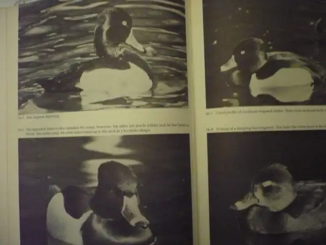 WATERFOWL STUDIES # B-163By Bruce Burk - Photo 9