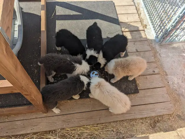 ⭐CBCA Registered Border Collie Puppies