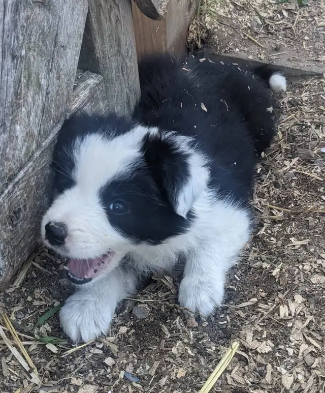 ⭐CBCA Registered Border Collie Puppies - Photo 2