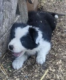 ⭐CBCA Registered Border Collie Puppies - Photo 2