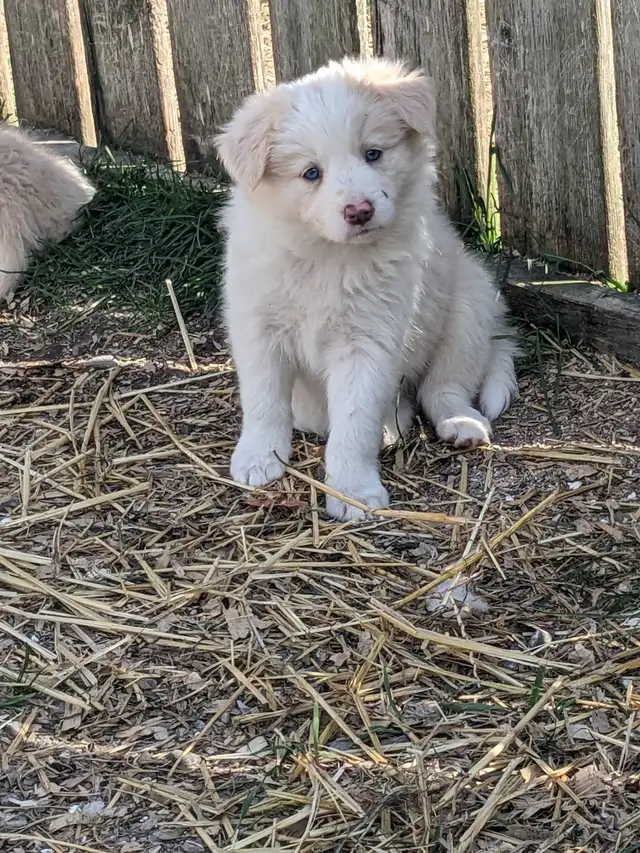 ⭐CBCA Registered Border Collie Puppies - Photo 3