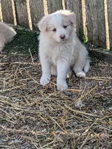 ⭐CBCA Registered Border Collie Puppies - Photo 3