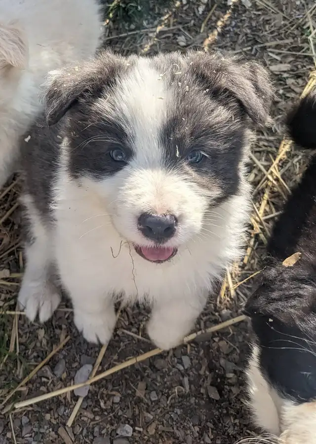 ⭐CBCA Registered Border Collie Puppies - Photo 4