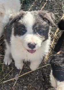 ⭐CBCA Registered Border Collie Puppies - Photo 4