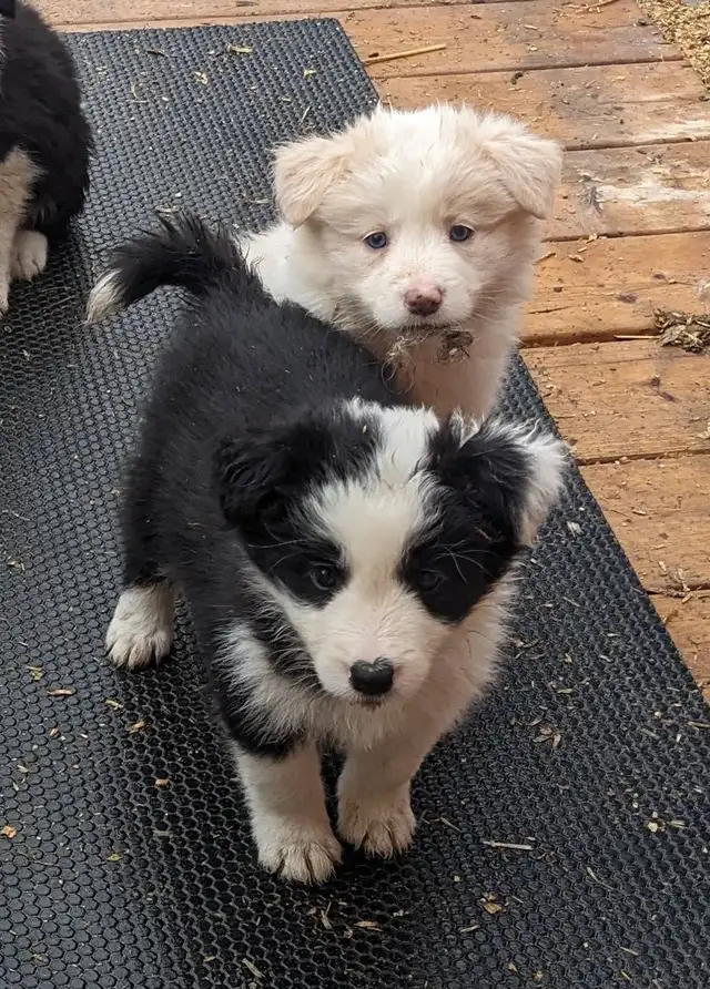 ⭐CBCA Registered Border Collie Puppies - Photo 5