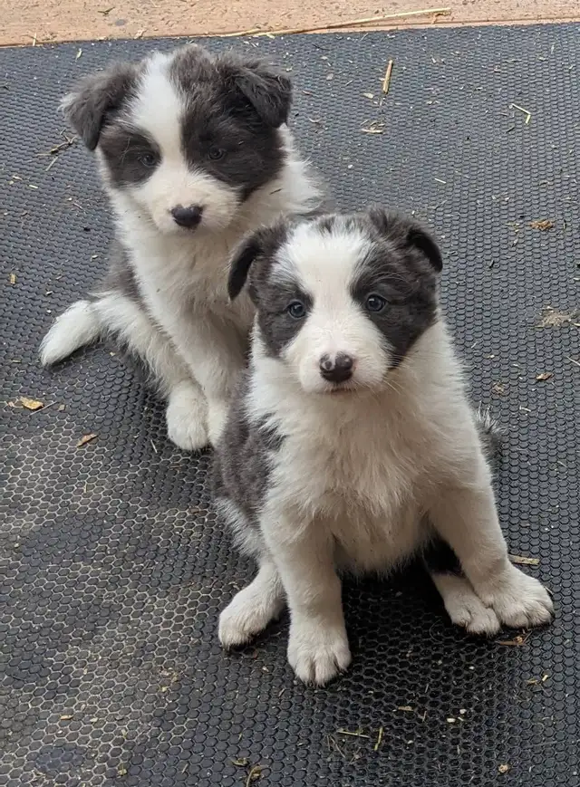 ⭐CBCA Registered Border Collie Puppies - Photo 6