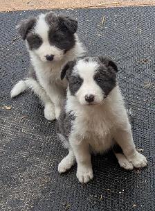 ⭐CBCA Registered Border Collie Puppies - Photo 6