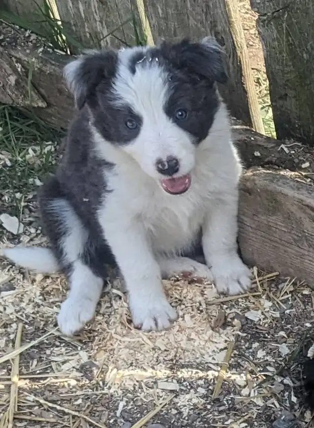 ⭐CBCA Registered Border Collie Puppies - Photo 7