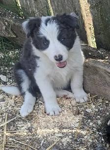 ⭐CBCA Registered Border Collie Puppies - Photo 7