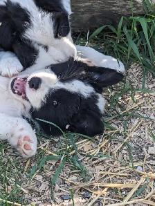 ⭐CBCA Registered Border Collie Puppies - Photo 8