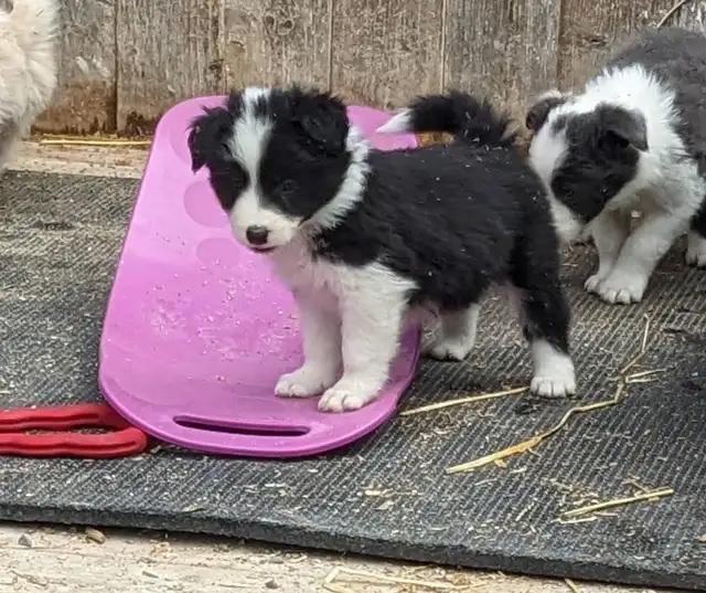 ⭐CBCA Registered Border Collie Puppies - Photo 9
