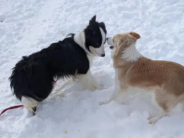⭐CBCA Registered Border Collie Puppies - Photo 10