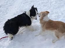 ⭐CBCA Registered Border Collie Puppies - Photo 10