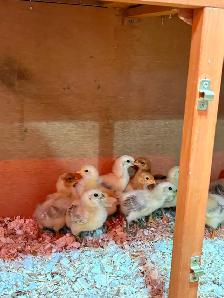 Poussins