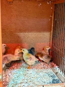 Poussins - Photo 2