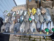 Duck decoys - Photo 3