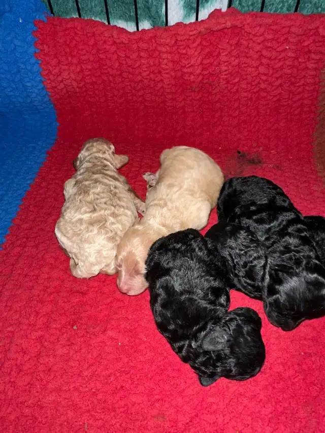 bichonpoo