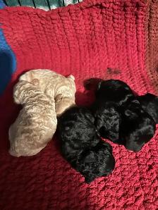 bichonpoo - Photo 2