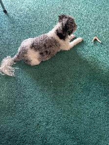 bichonpoo - Photo 3