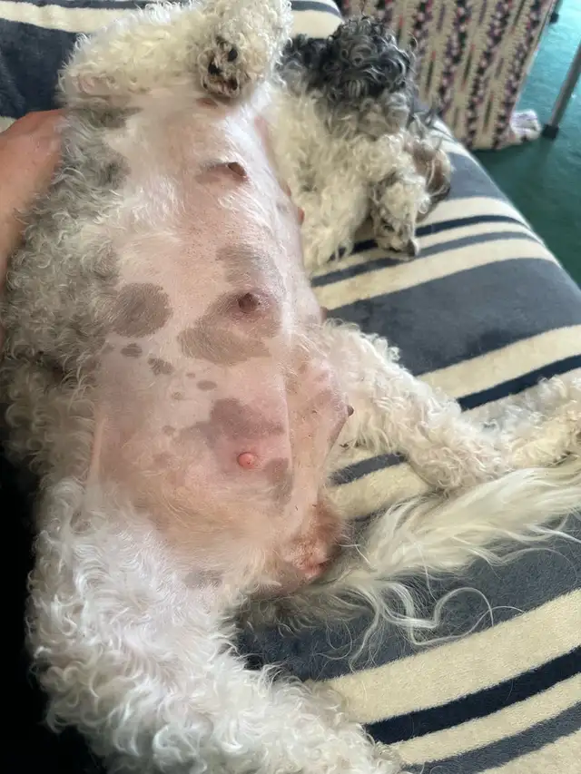 bichonpoo - Photo 4